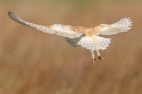 Barn Owl hovering 3. Apr. '15.