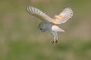 Barn Owl hovering 2. Apr. '15.