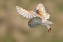 Barn Owl hovering 1. Apr. '15.