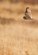 Short Eared Owl in flight 5. Apr. '15.