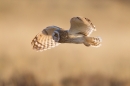 Short Eared Owl in flight 4. Apr. '15.