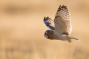 Short Eared Owl in flight 3. Apr. '15.