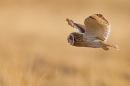 Short Eared Owl in flight 2. Apr. '15.