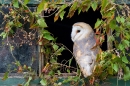 Barn Owl in leaf framed window 4. Oct. '15.