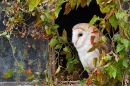 Barn Owl in leaf framed window 2. Oct. '15.