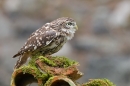 Little Owl on clay pipes 1. Oct. '15.