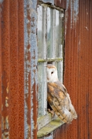 Barn Owl on rusty window 2. Oct. '15.