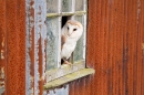 Barn Owl on rusty window 1. Oct. '15.