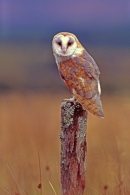 Barn Owl on lichen post.