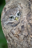 Little Owl in tree hole. Sept. '16.