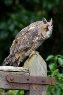 Long Eared Owl on gate. Sept. '16.