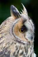 Long Eared Owl,side on portrait. Sept. '16.