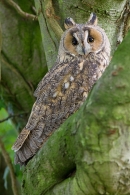 Long Eared Owl on tree 3. Sept. '16.