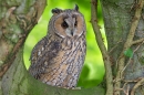 Long Eared Owl on tree 2. Sept. '16.