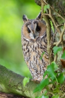 Long Eared Owl on tree 1. Sept. '16.