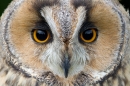 Long Eared Owl close up. Sept. '16.