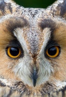 Long Eared Owl portrait. Sept. '16.