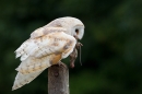 Barn Owl with mouse in beak 2. Sept. '16.