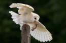 Barn Owl with mouse in beak 1. Sept. '16.