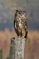 Eurasian Eagle Owl on post.