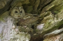 Tawny Owl in beech tree cavity.