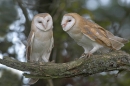 2 Barn Owl juveniles.