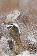 Barn Owl in the snow 2.