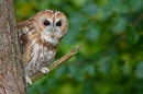 Tawny Owl on scots pine. Oct. '17.