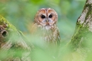 Tawny Owl on silver birch. Oct. '17.