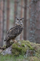 Eurasian Eagle Owl.