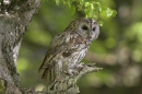 Tawny Owl on beech.