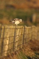 Short Eared Owl on fence.