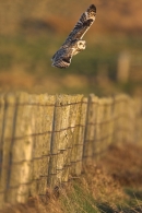 Short Eared Owl flies over fence.