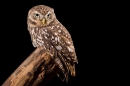 Little Owl on stump 4. Nov '19.