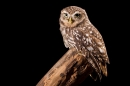 Little Owl on stump 3. Nov '19.