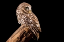 Little Owl on stump 2. Nov '19.