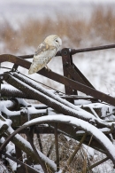 Barn Owl on farm machinery,in the snow.