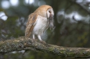 Barn Owl with prey in beak.