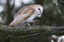 Barn Owl with prey in claw.