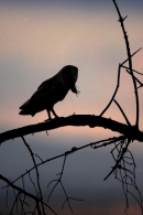 Barn Owl with vole,silhouette.