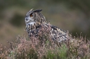 Eurasian Eagle Owl in heather.