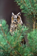 Long Eared Owl in pine.