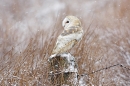 Snowy Barn Owl 2.