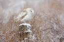 Snowy Barn Owl.