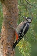 Male G.S Woodpecker on pine. Sept. '10.