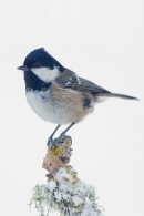 Coal Tit. Dec.'10.