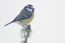 Blue Tit 2. Dec.'10.