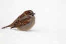 House Sparrow in the snow. Dec. '10.