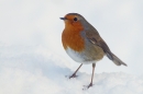Robin in the snow. Dec.'10.