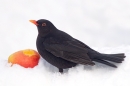 Male Blackbird. Dec.'10.